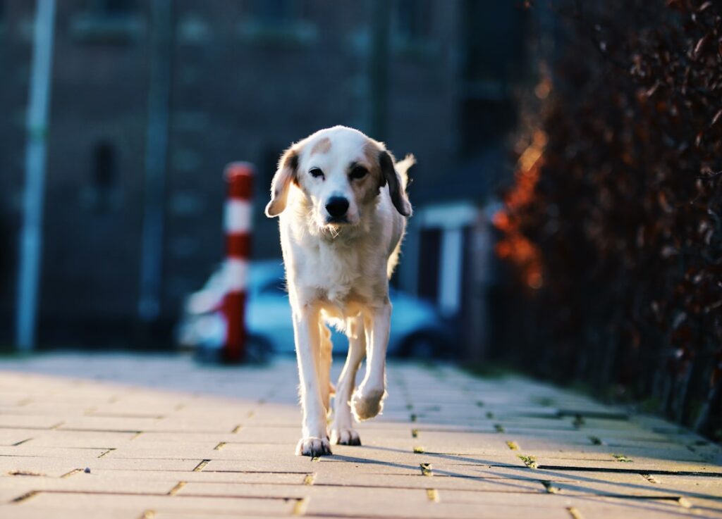 uitlaten hond — a dog is running down a brick sidewalk
