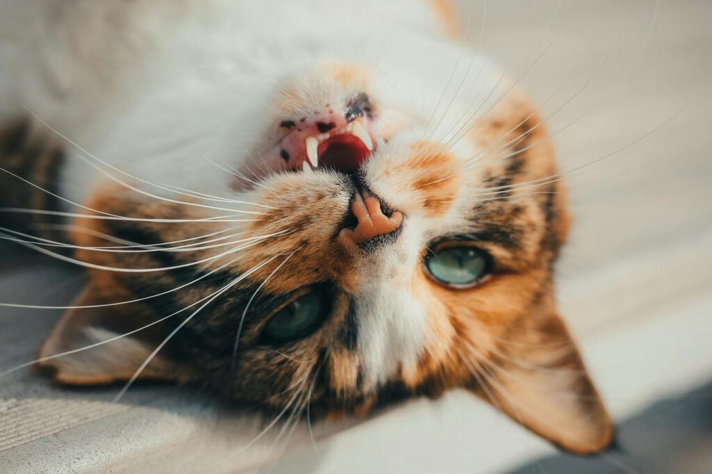 ontstoken tandvlees kat/ — Adorable fluffy cat lying upside down, showcasing its sharp teeth in a playful pose.